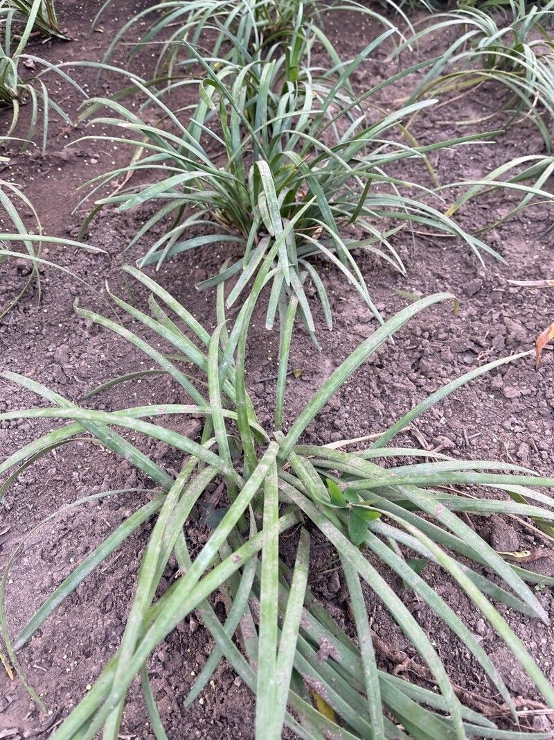 Sansevieria gracilis leaf