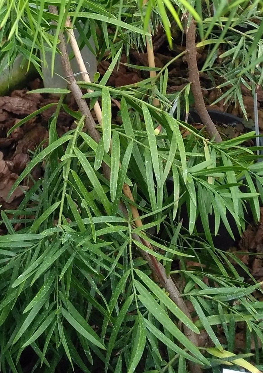 Falcatifolium taxoides — related species from the same genus