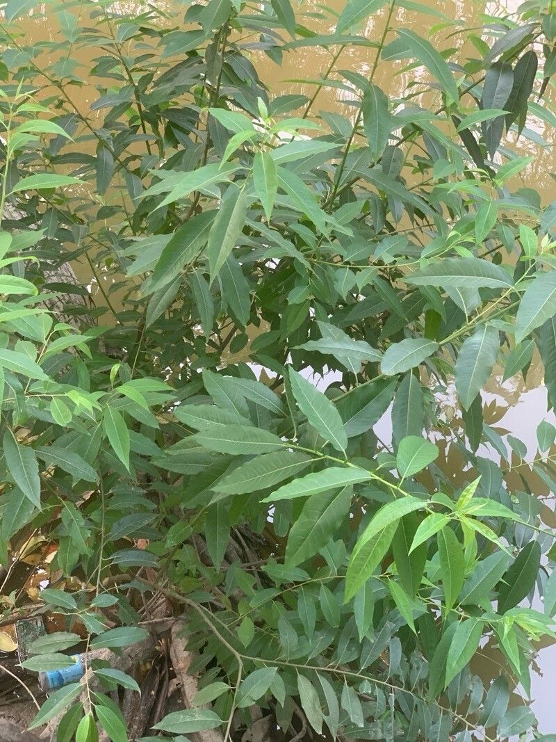 Salix tetrasperma — houseplant care guide