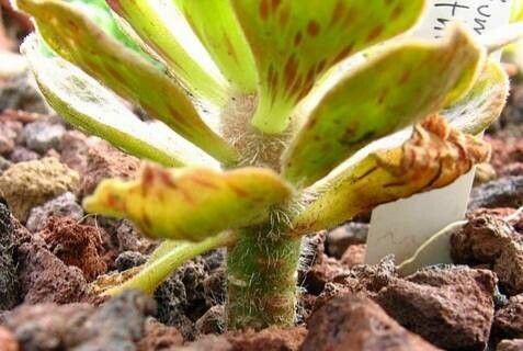 Aeonium smithii bark