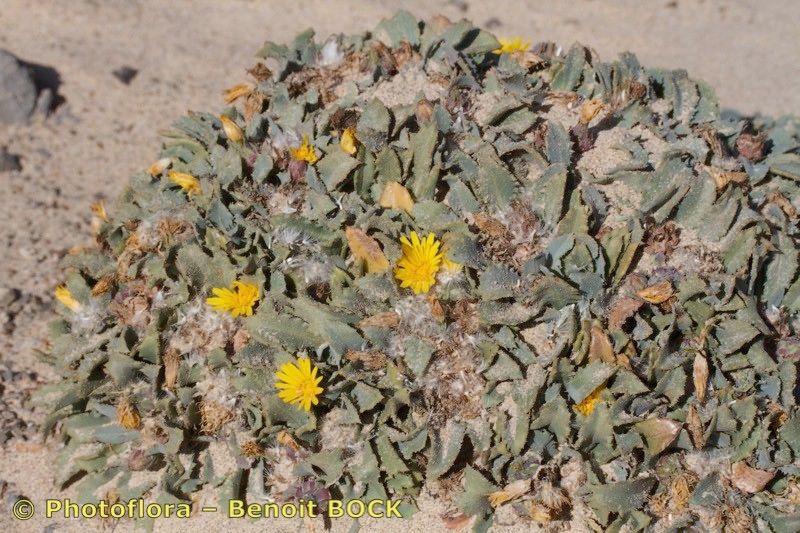 Reichardia famarae habit