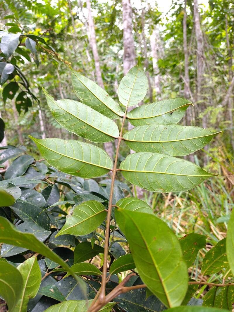 Pachylobus klaineanus — houseplant care guide