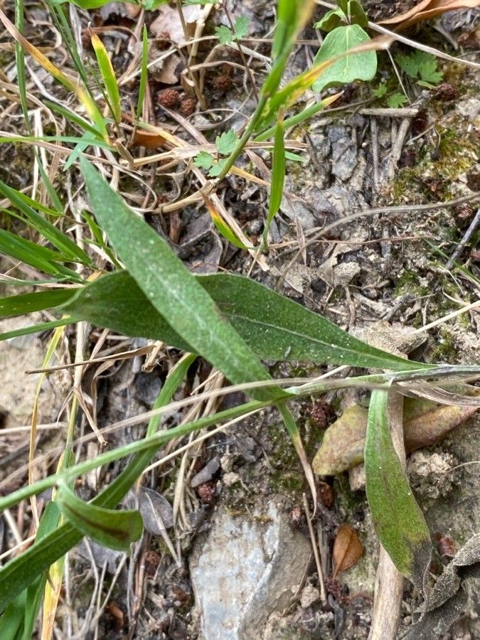 Centaurea jacea leaf