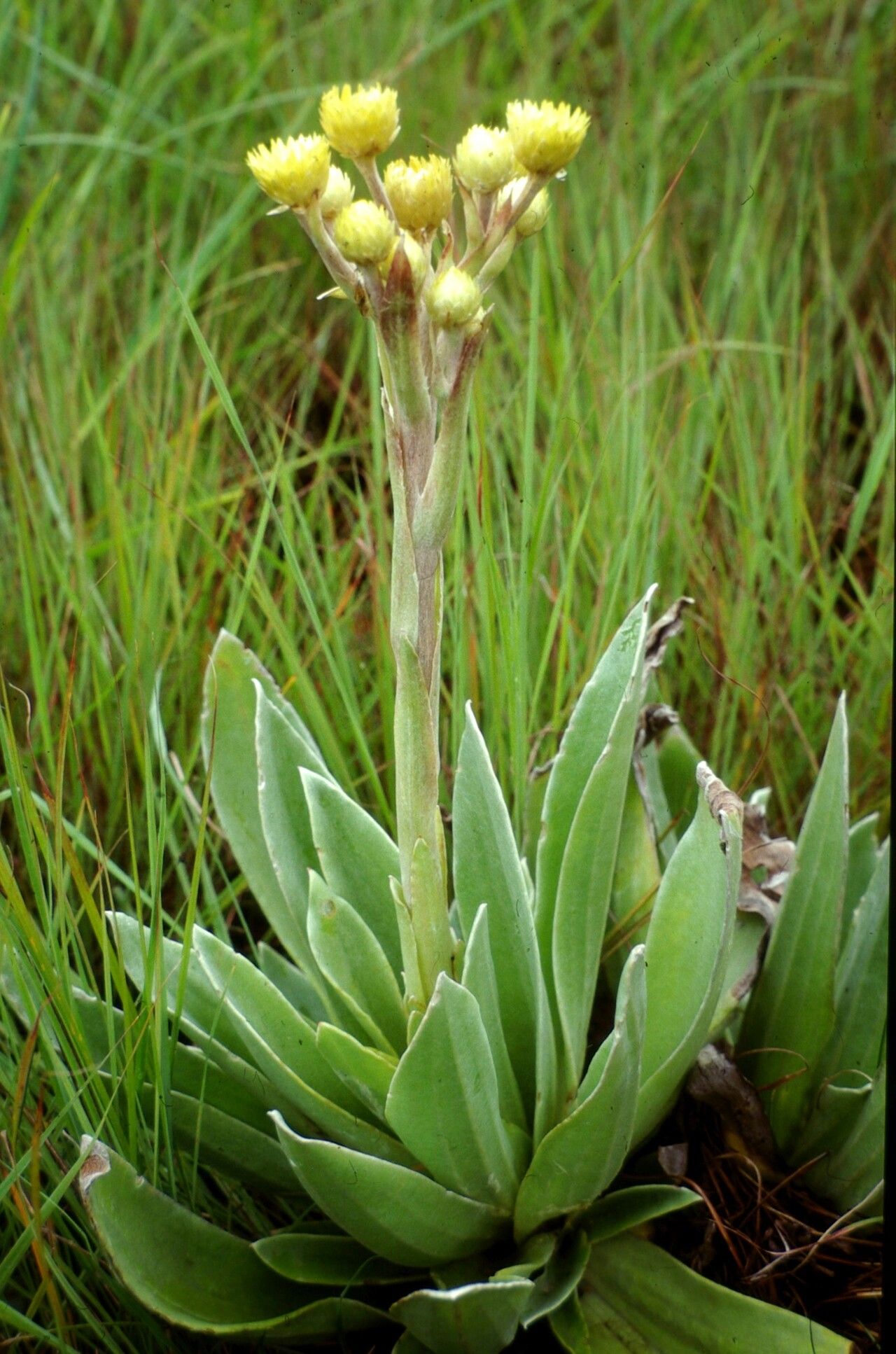 Helichrysum nitens — search result for 'Helichrysum'
