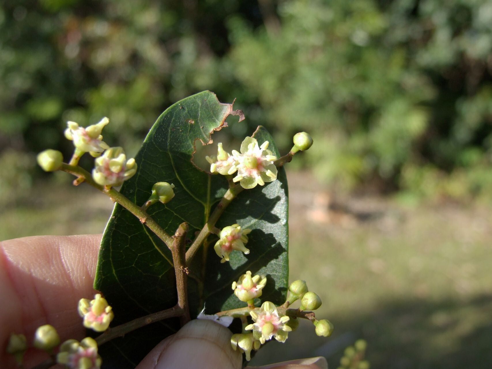Cupaniopsis phalacrocarpa flower