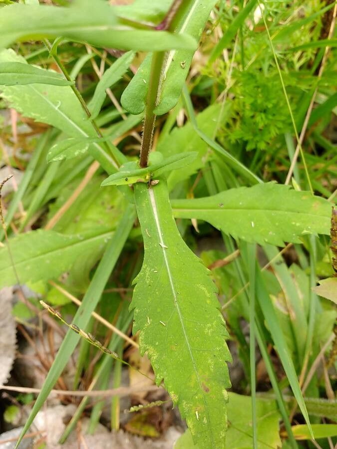 Symphyotrichum prenanthoides — search result for 'Symphyotrichum'