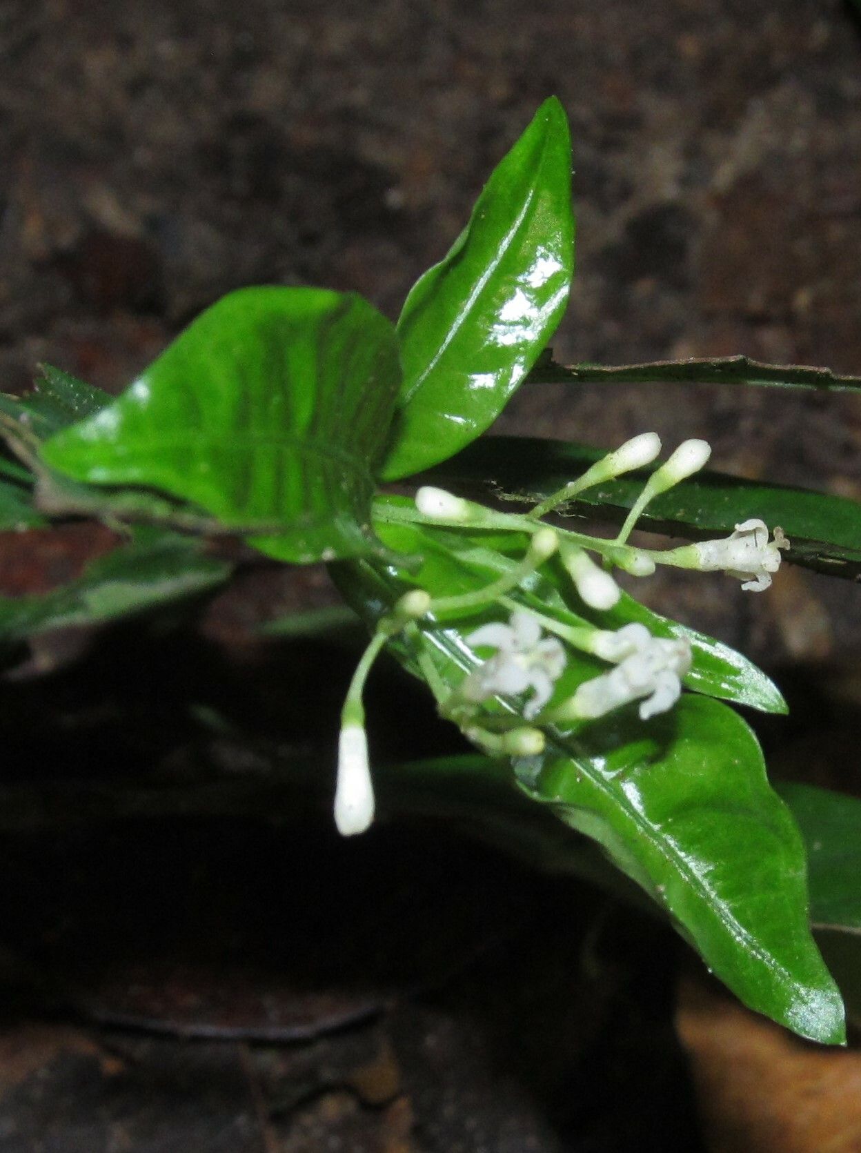 Psychotria bifaria flower