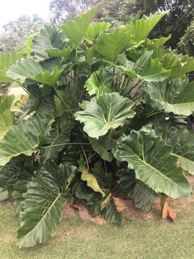 Thaumatophyllum brasiliense habit