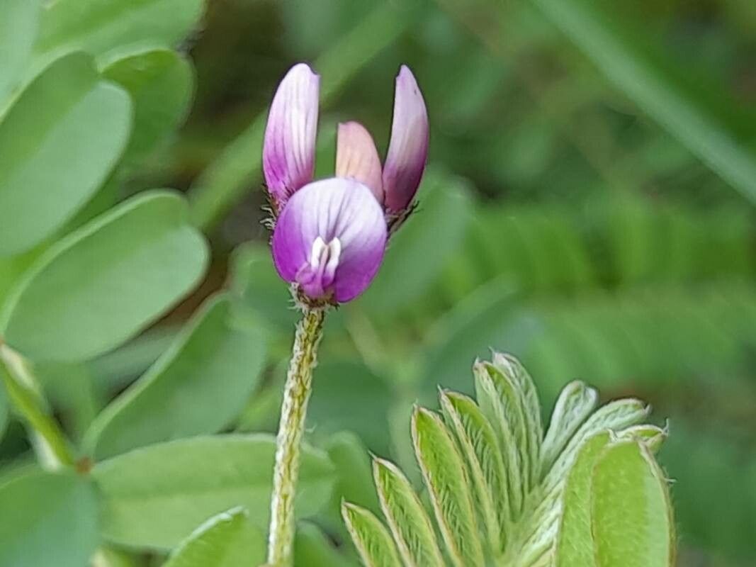 Astragalus asterias flower