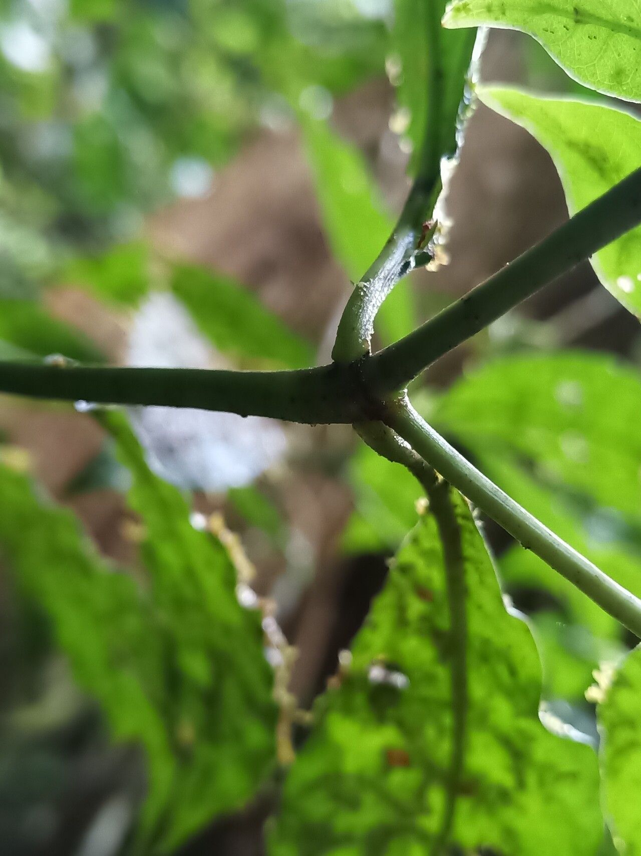 Psychotria borjensis bark