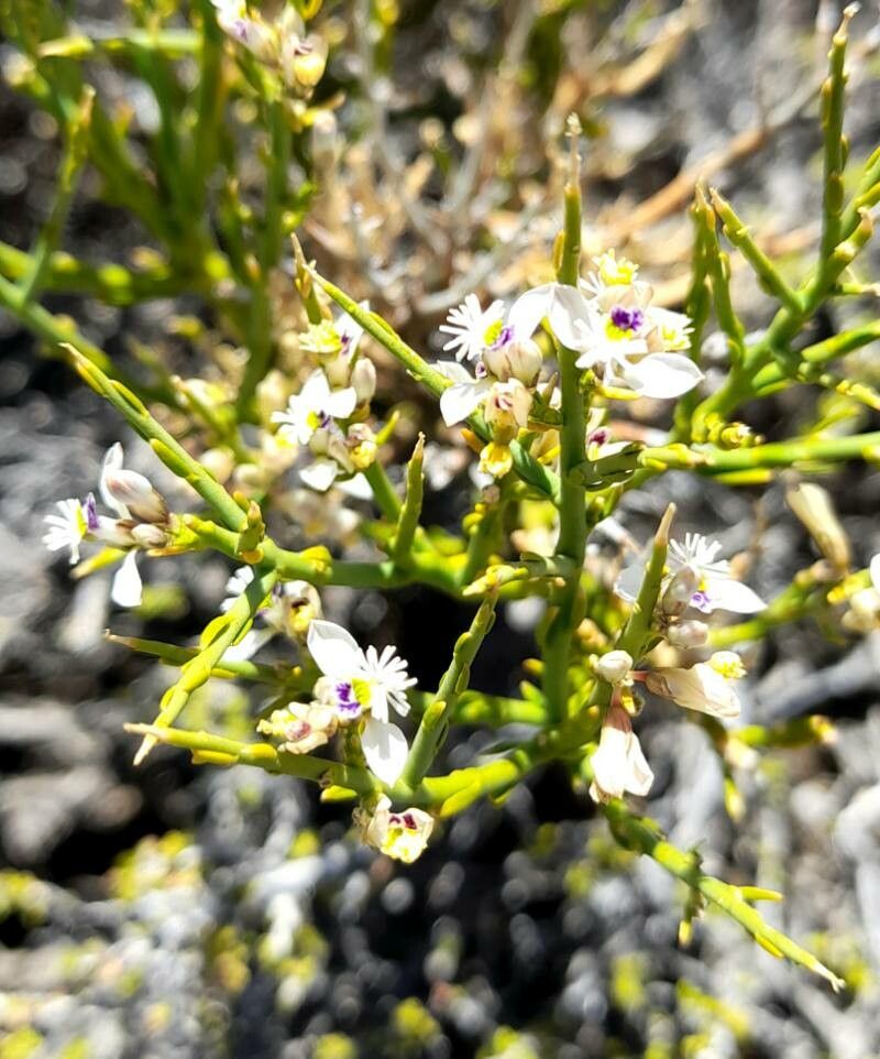 Polygala spinescens flower