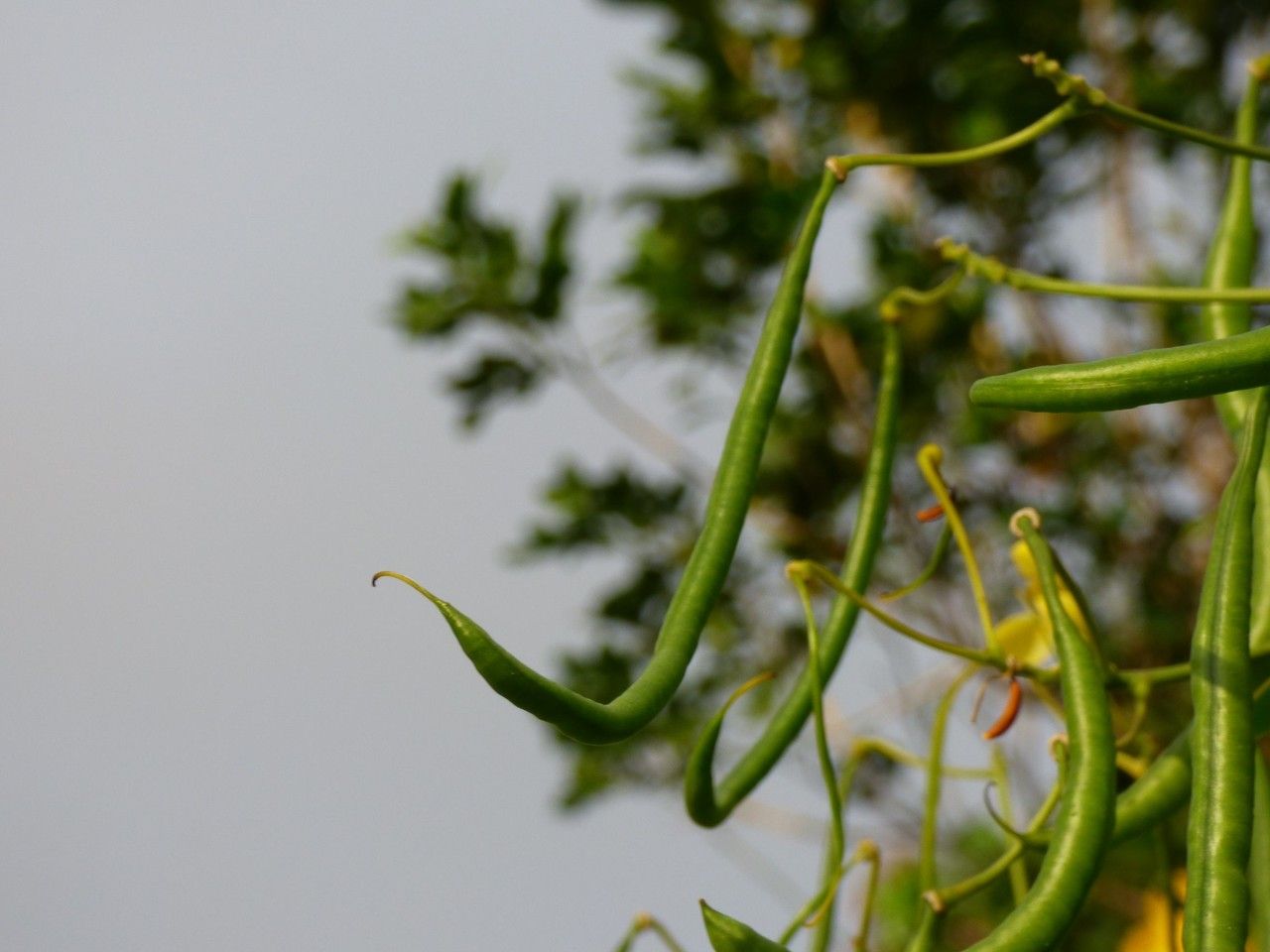 Senna surattensis fruit