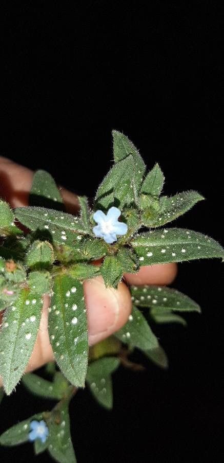Nonea obtusifolia leaf