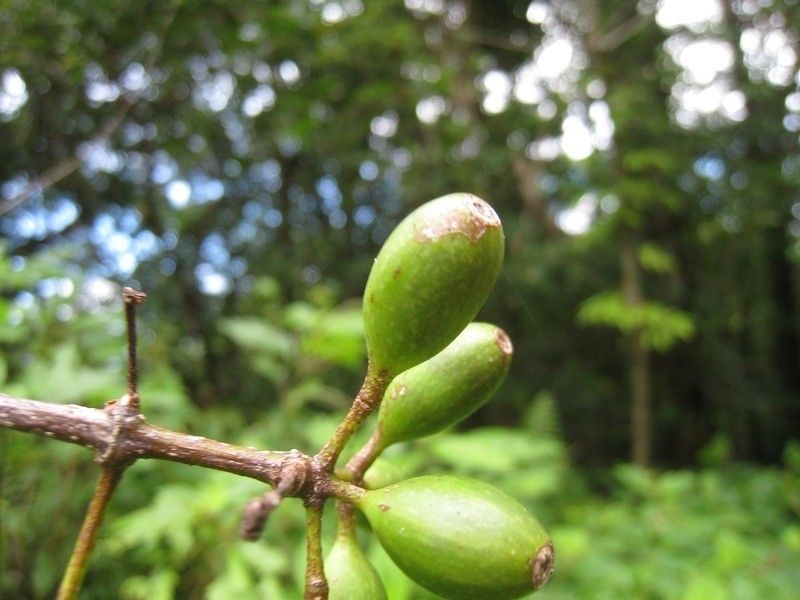 Mussaenda arcuata fruit