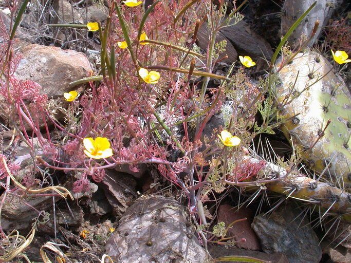 Eschscholzia ramosa habit