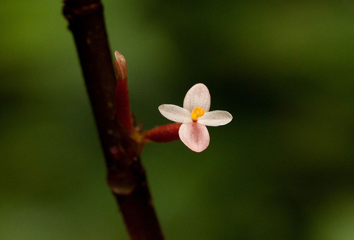 Begonia eminii flower