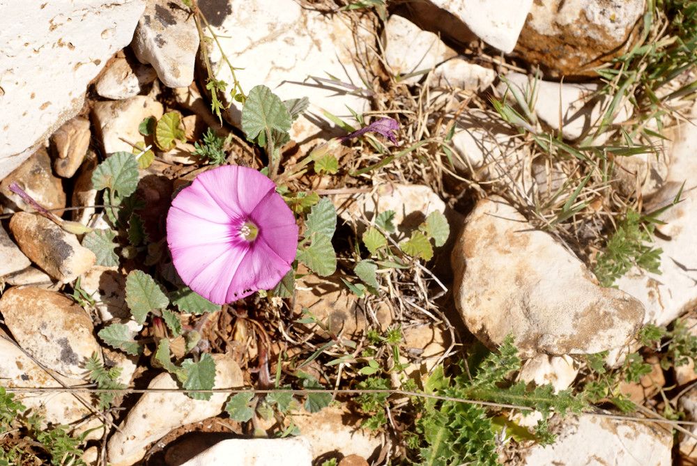 Convolvulus pitardii — search result for 'Convolvulus'