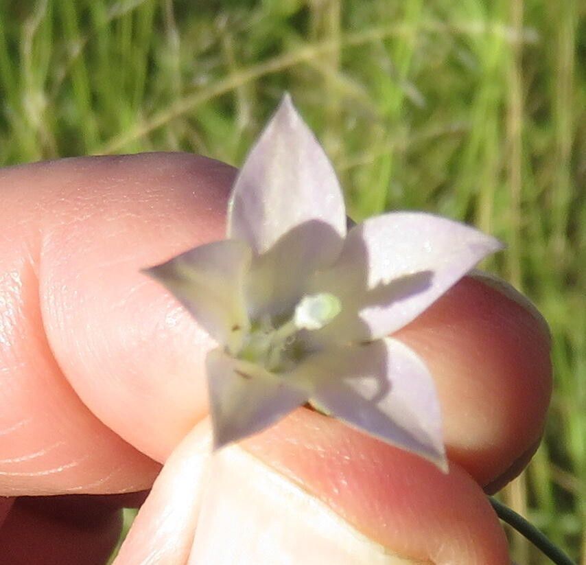 Wahlenbergia virgata flower