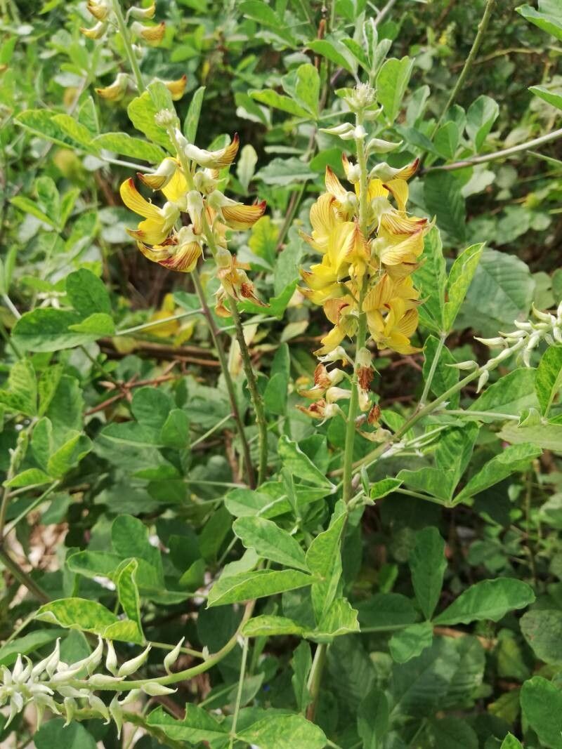 Crotalaria ochroleuca flower