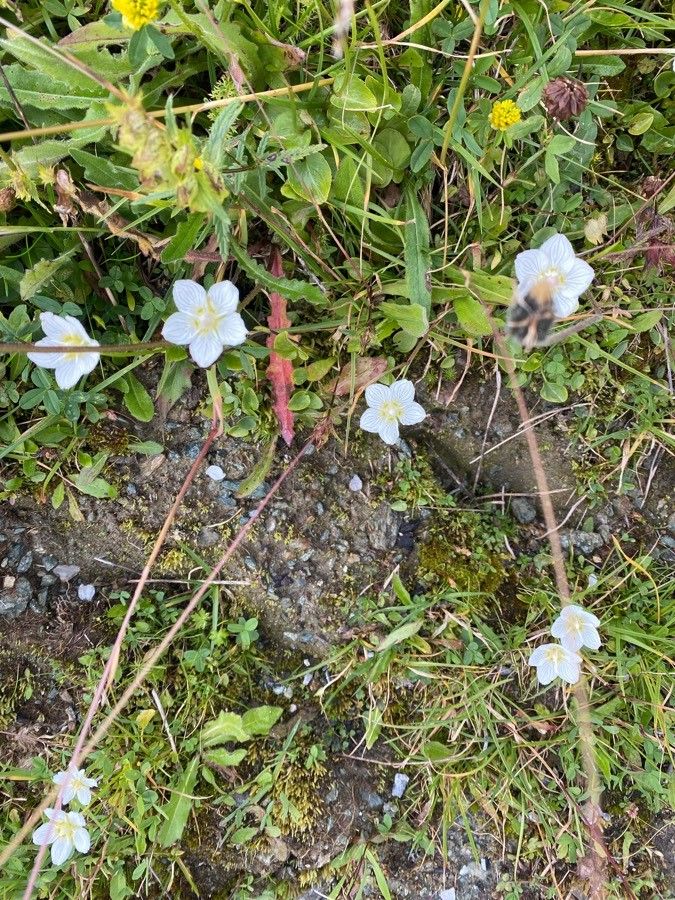 Limnanthes alba — related species from the same genus