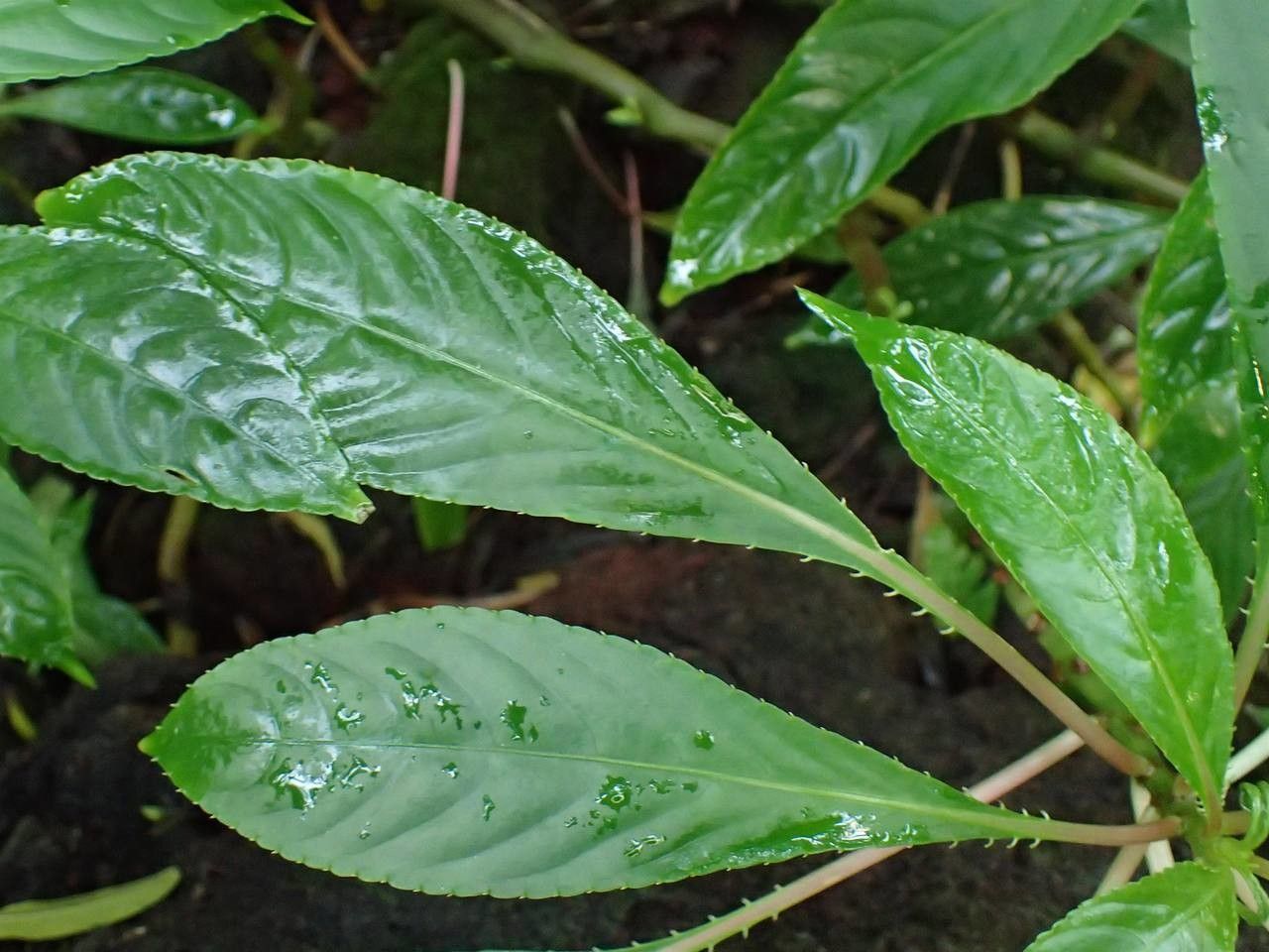 Impatiens auricoma leaf