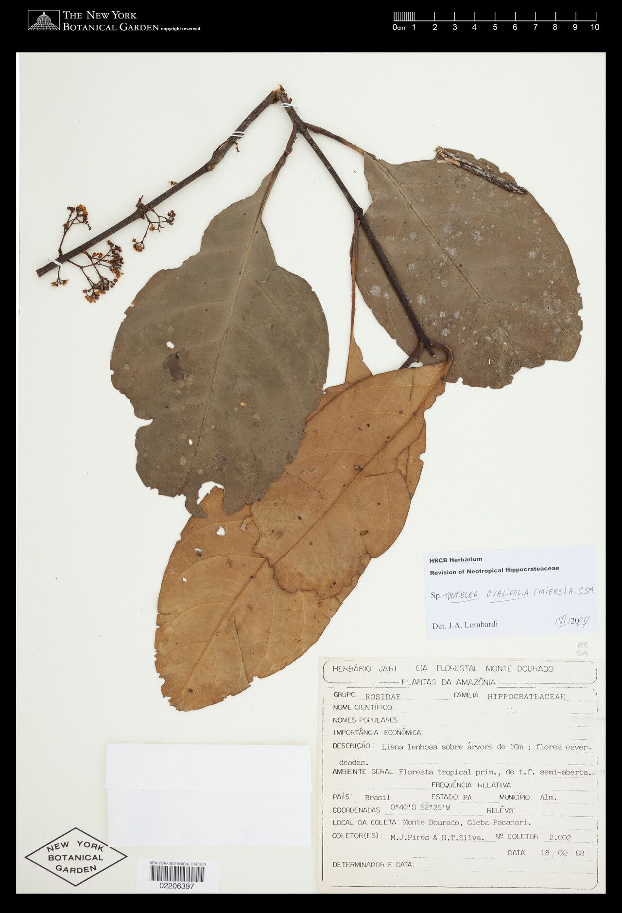 Tontelea passiflora — search result for 'Tontelea'