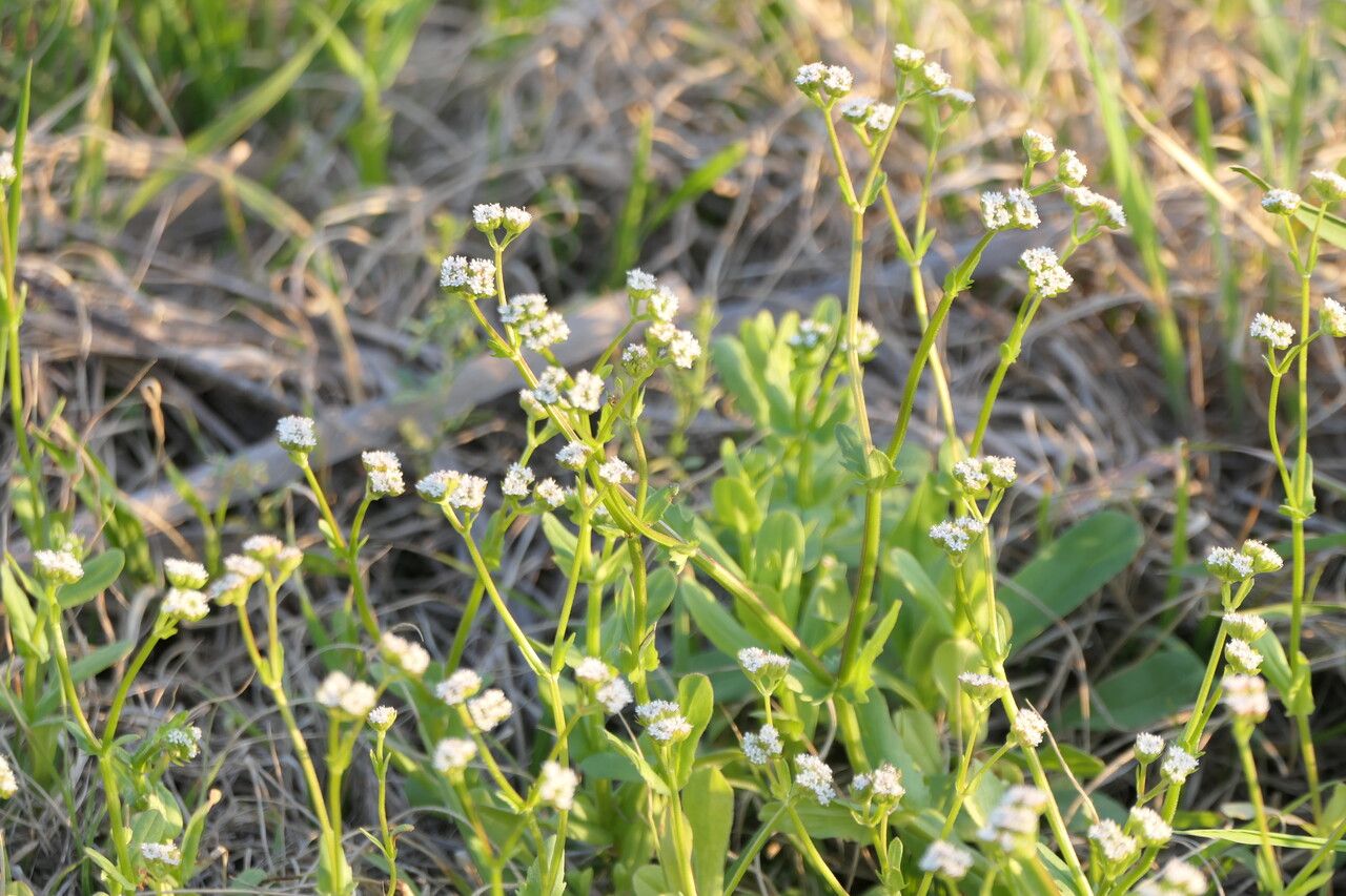 Valerianella radiata flower