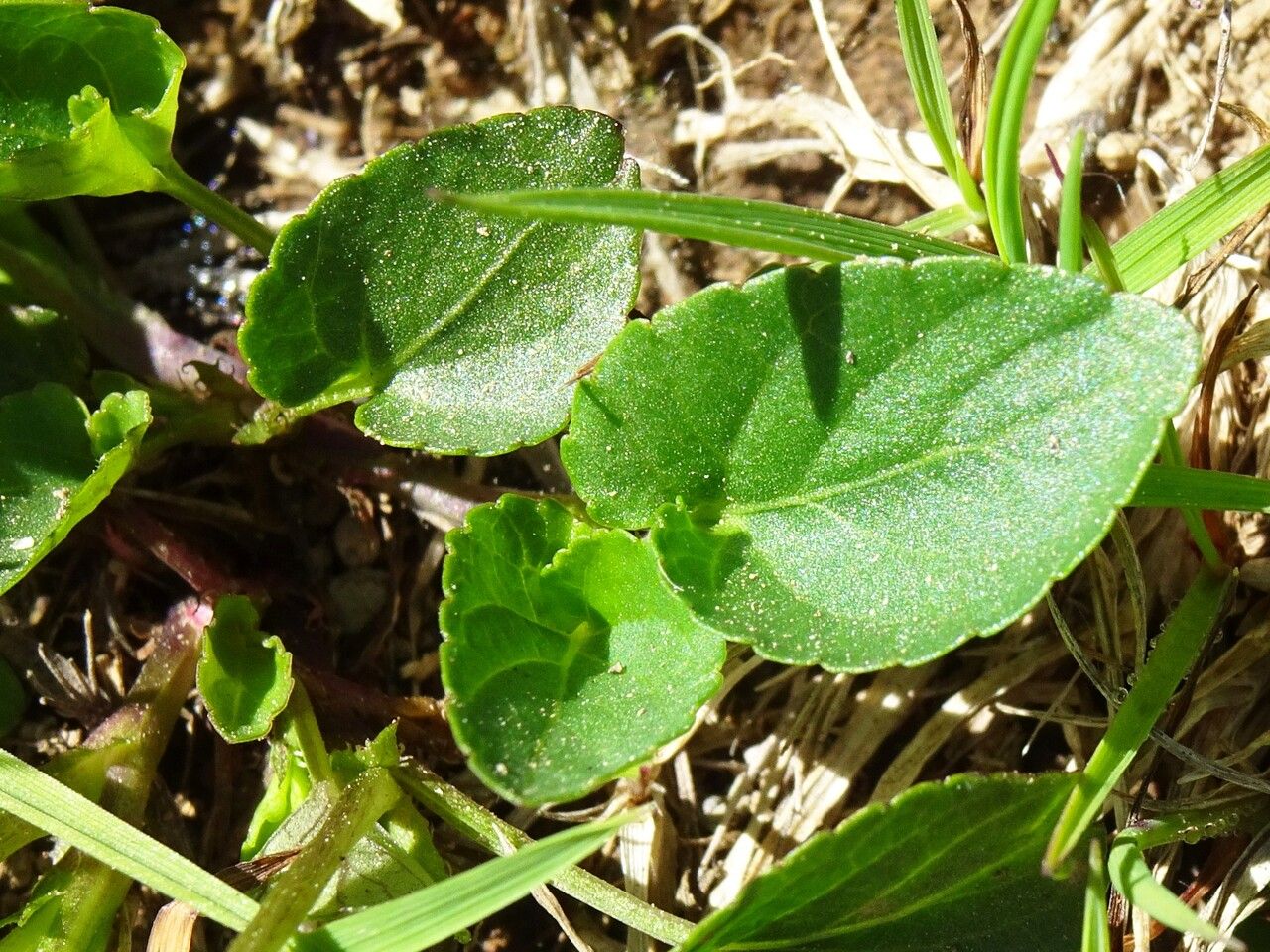 Viola canina leaf