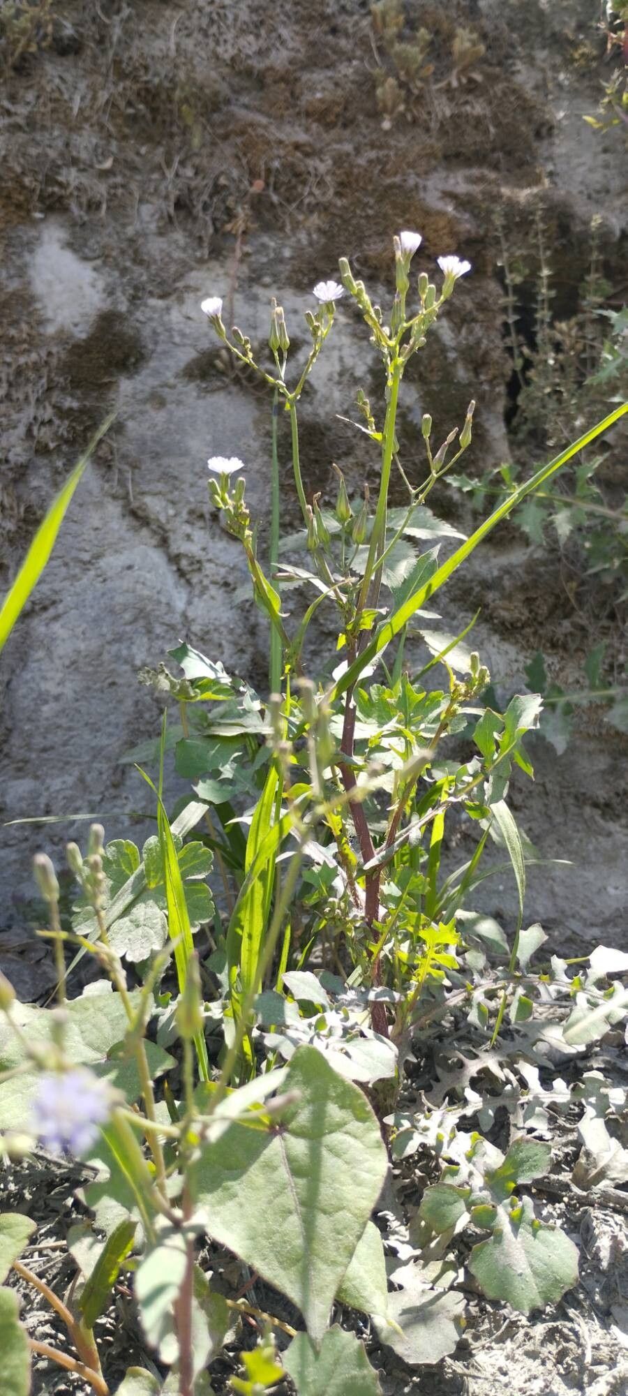 Lactuca dissecta habit
