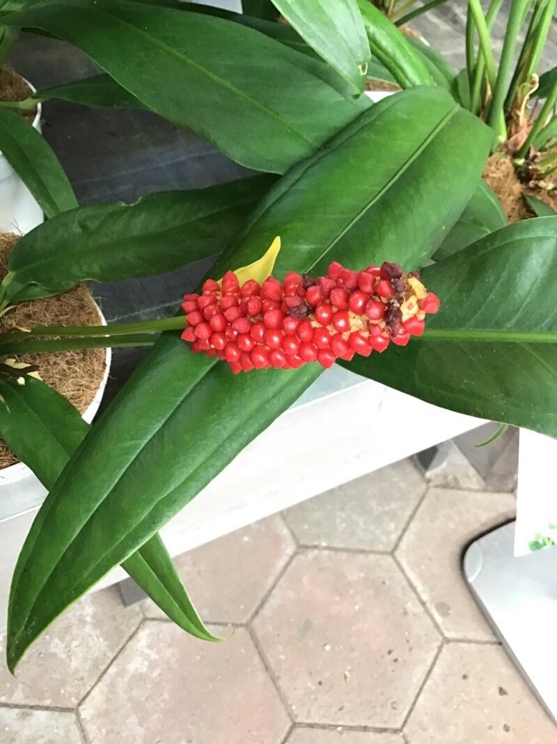 Anthurium bakeri flower