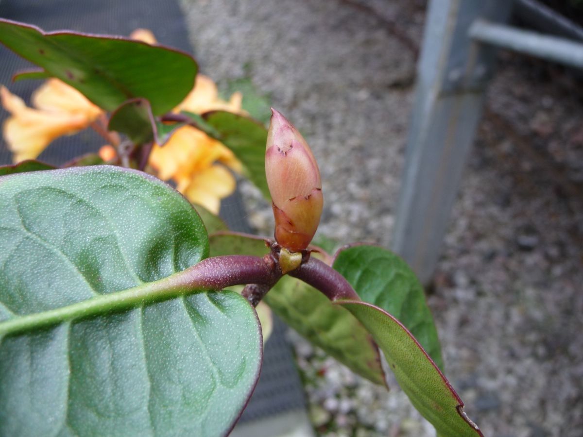 Rhododendron apiense other