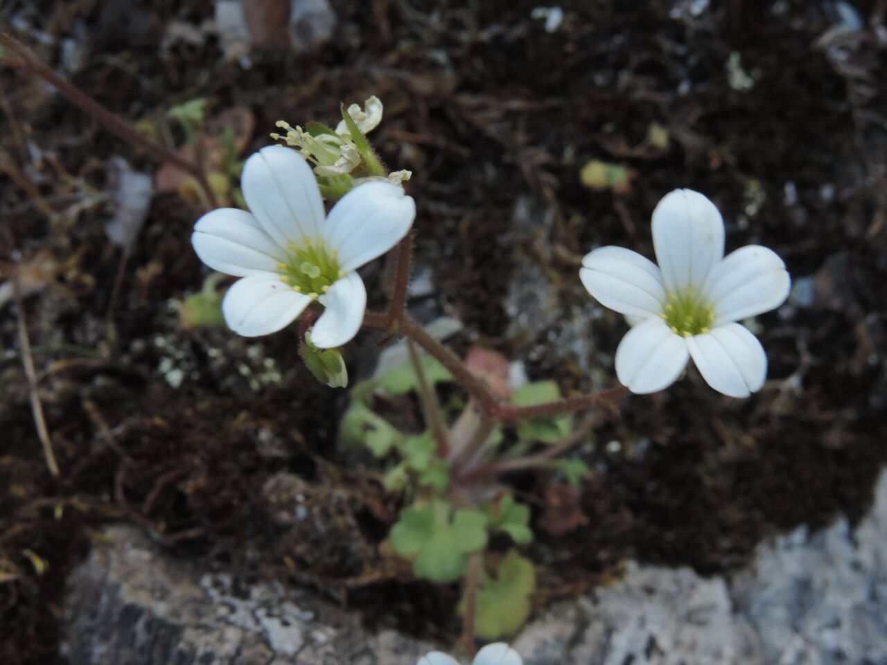 Saxifraga corsica — search result for 'Saxifraga'