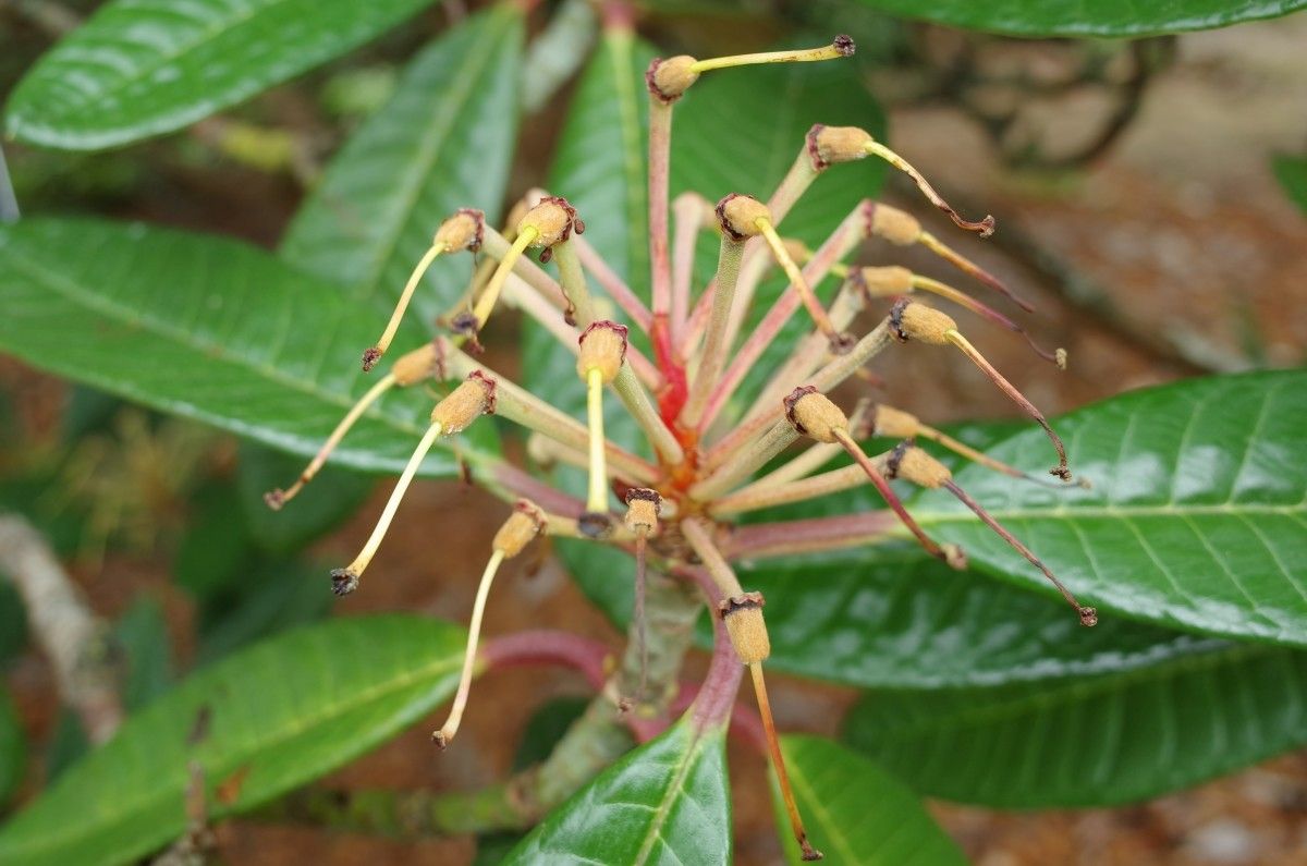 Rhododendron montroseanum fruit