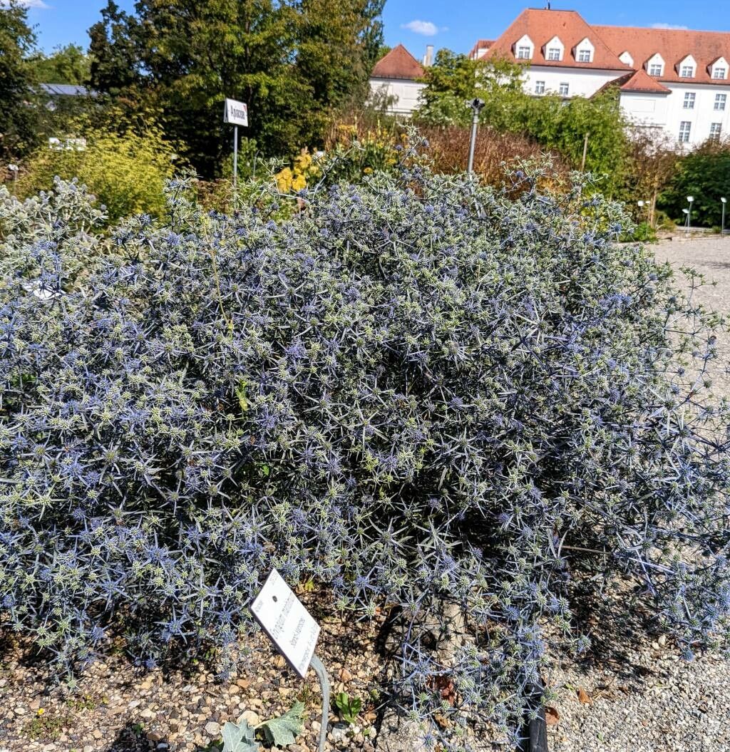 Eryngium caeruleum habit