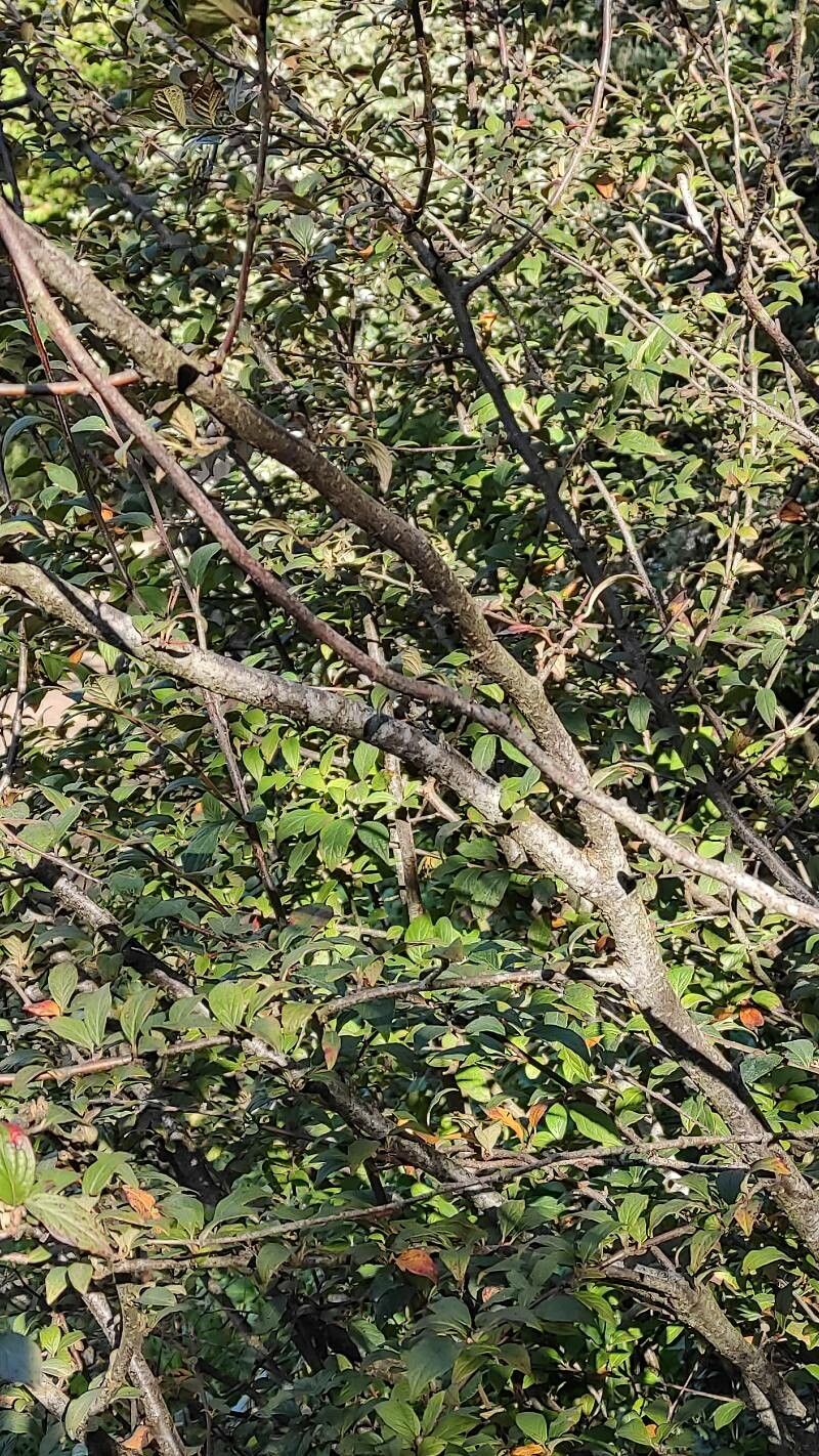 Cotoneaster obscurus habit