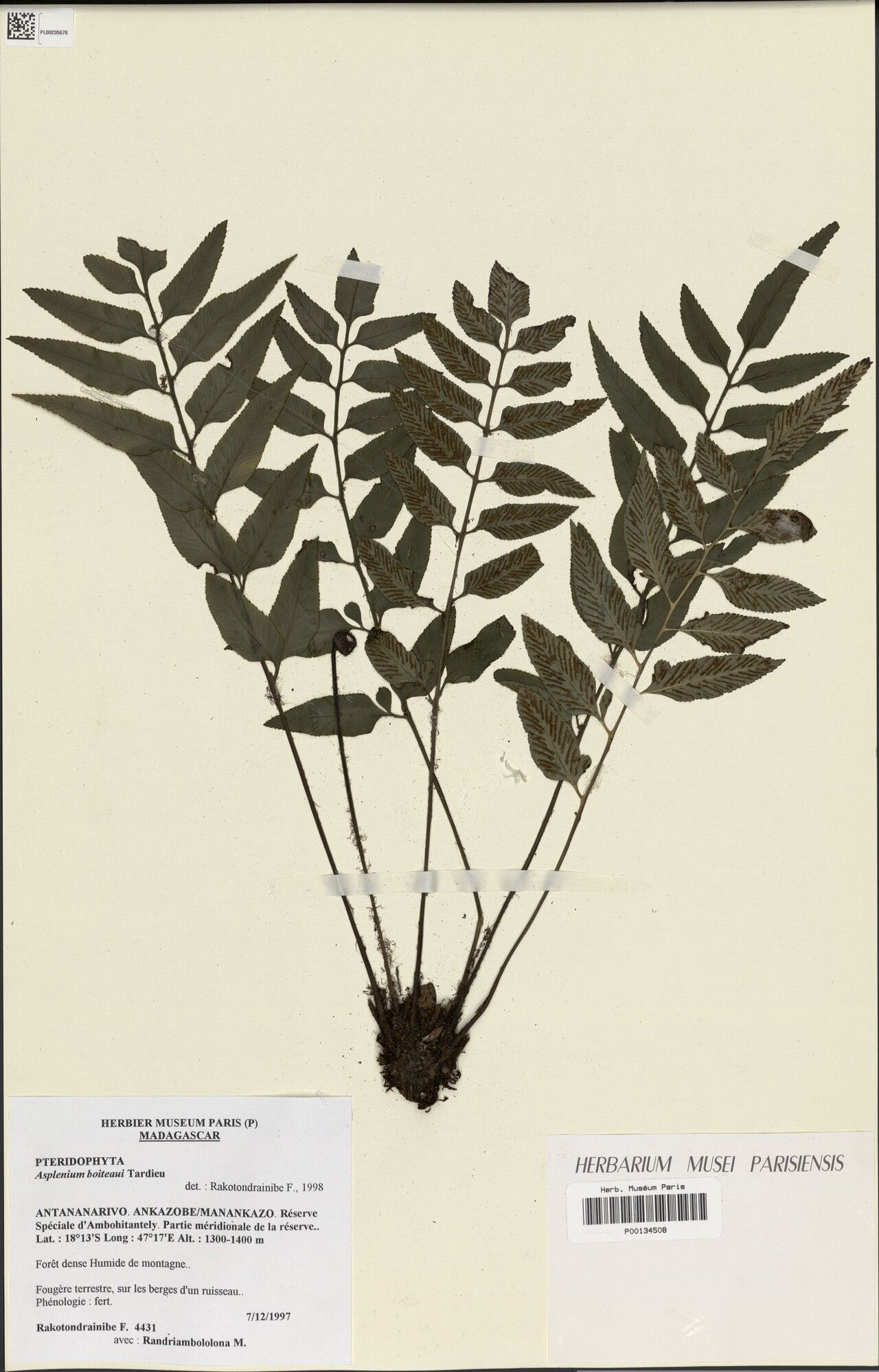 Asplenium boiteaui — houseplant care guide