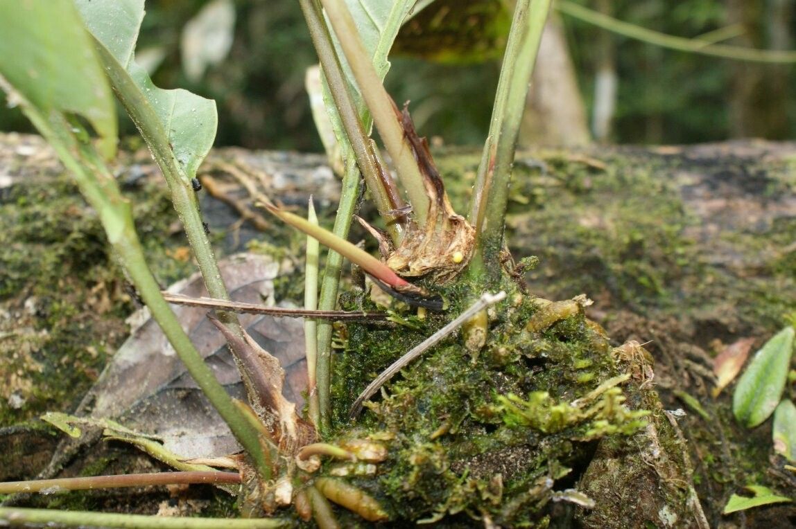 Anthurium ernesti bark