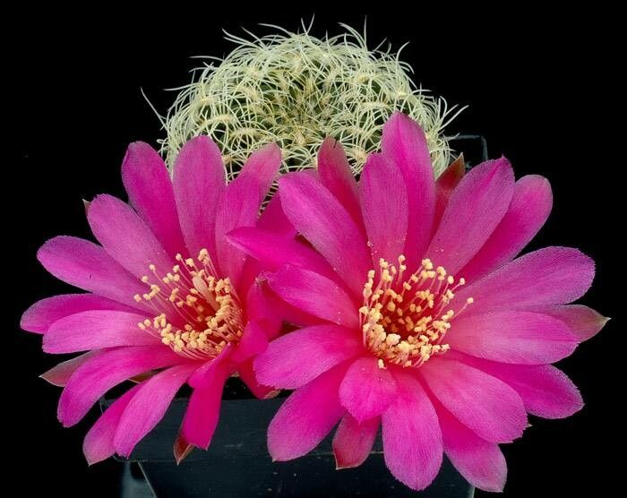 Rebutia mentosa flower