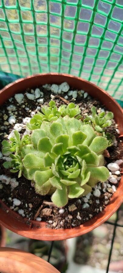 Rosularia platyphylla leaf