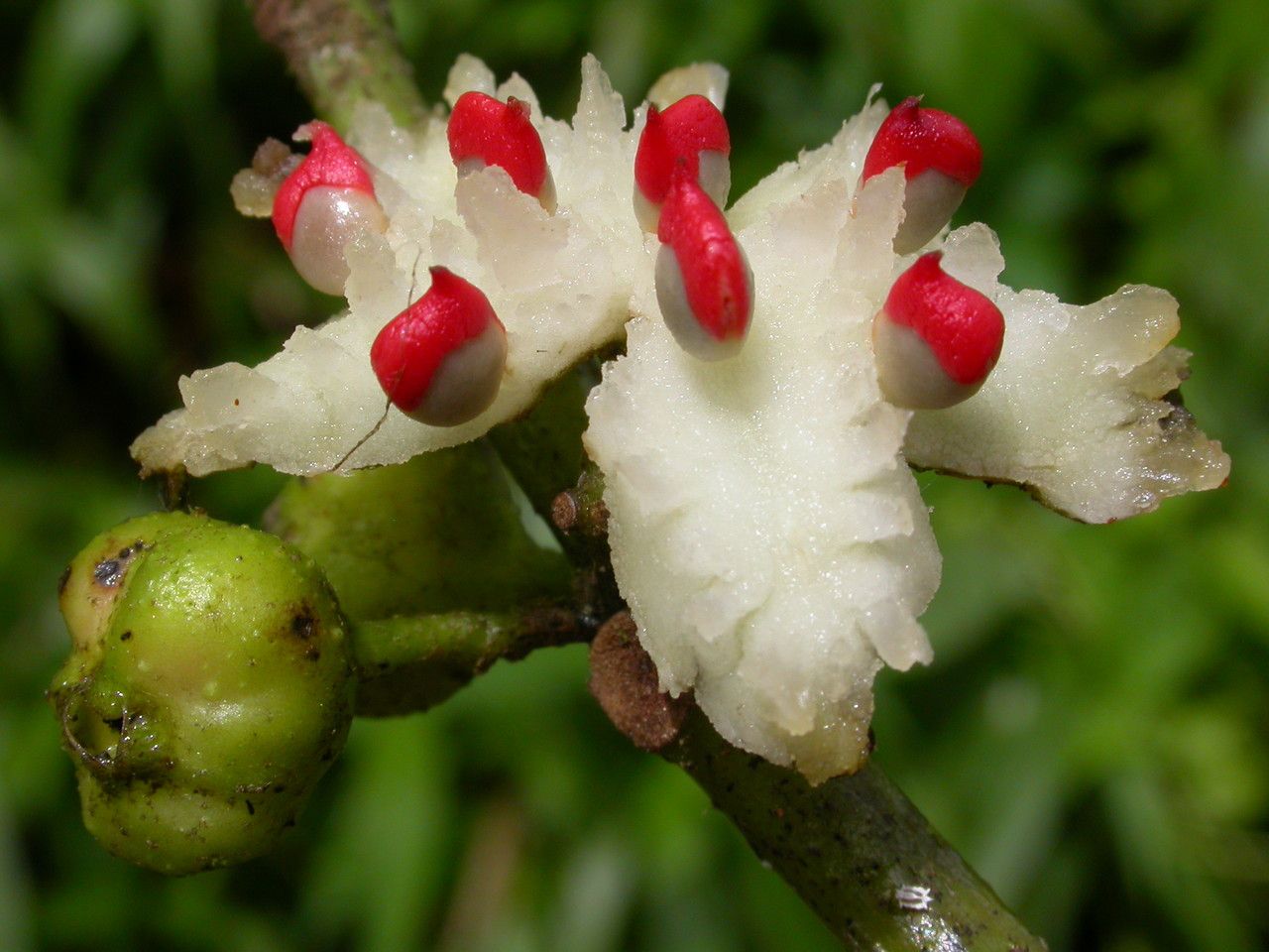 Siparuna glabrescens fruit