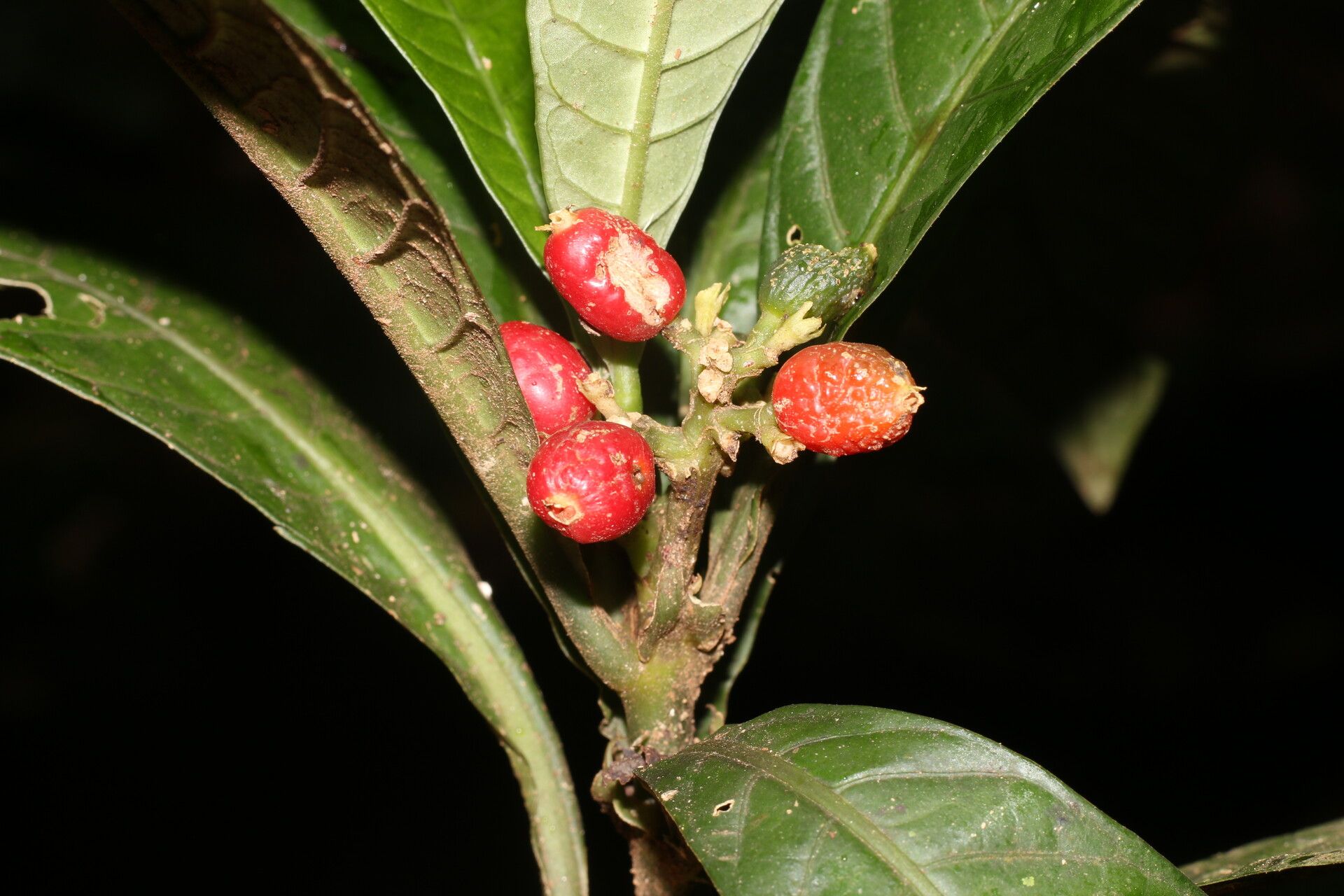 Psychotria alfaroana fruit