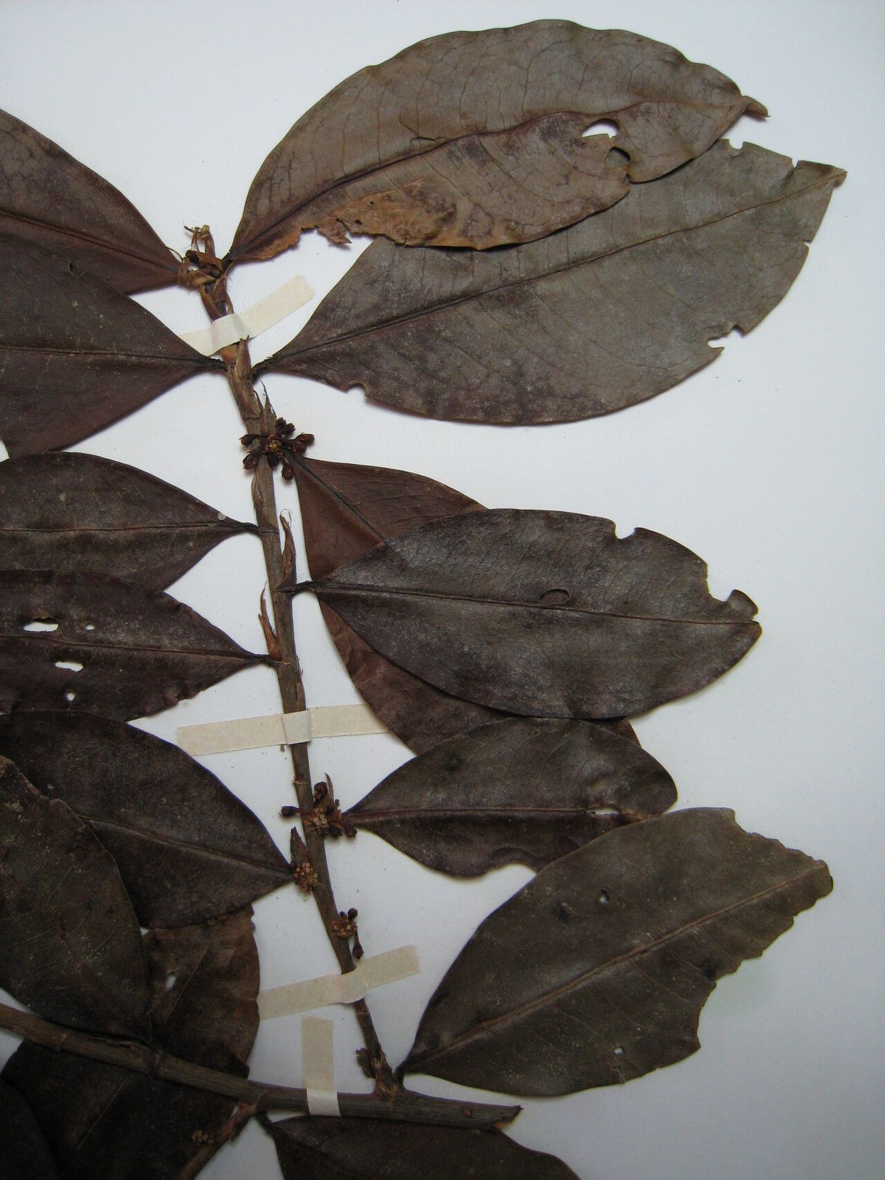 Erythroxylum mucronatum — houseplant care guide