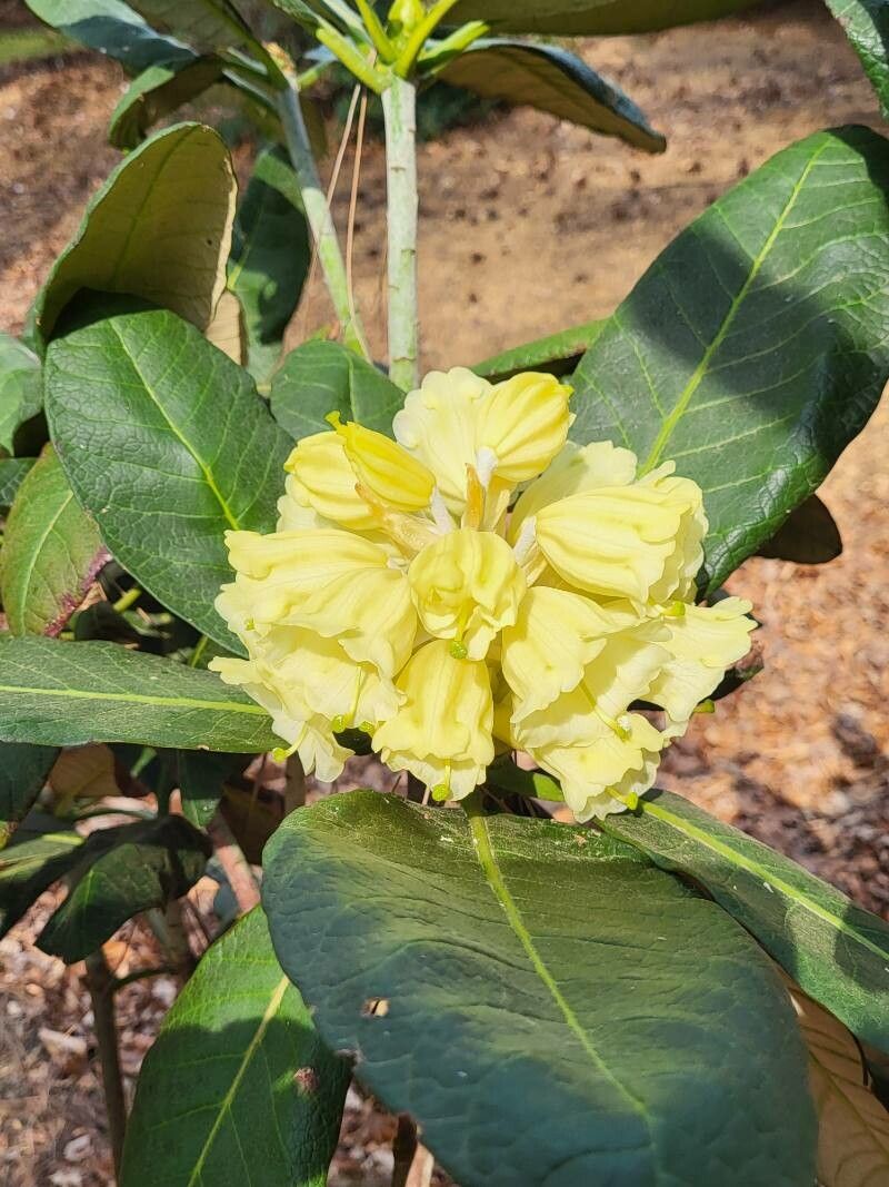 Rhododendron sinofalconeri flower