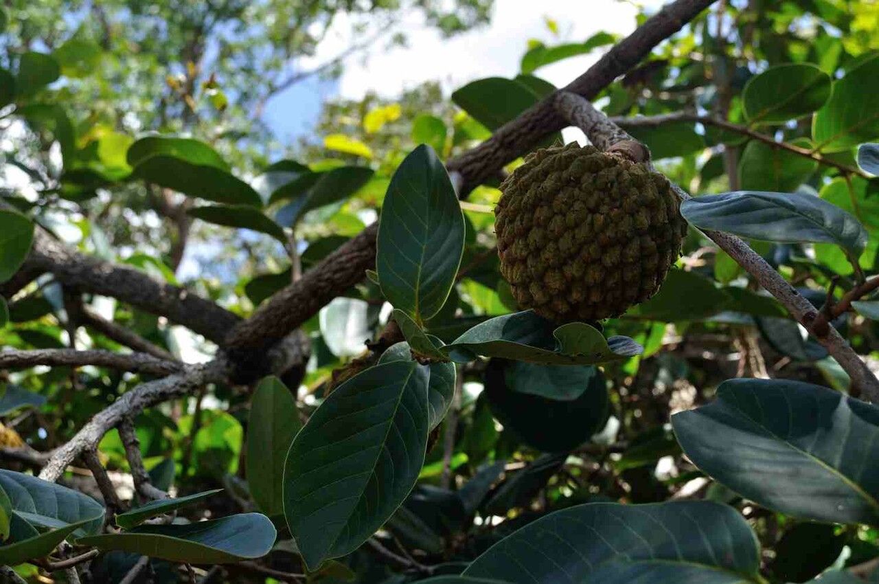 Annona crassiflora — search result for 'Annonaceae'