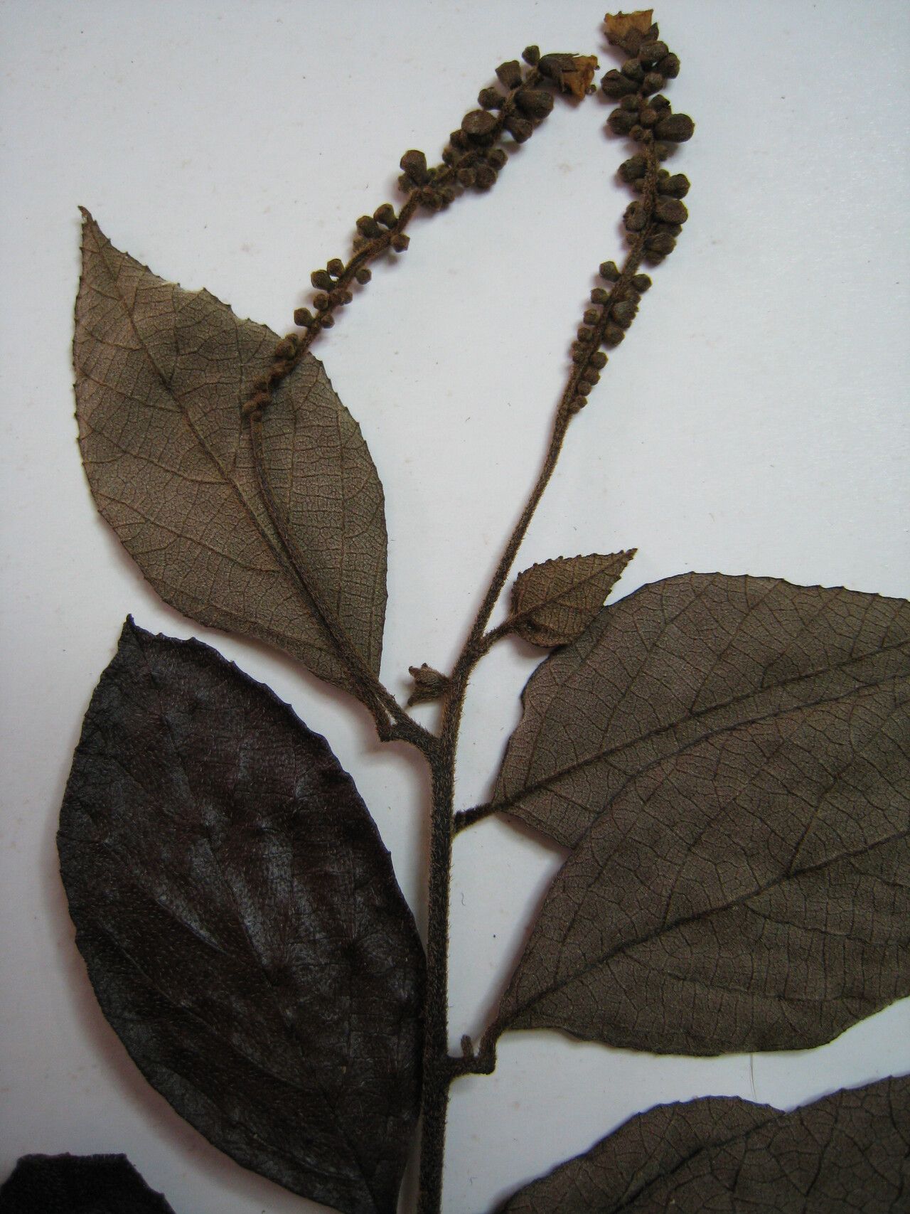 Varronia schomburgkii other