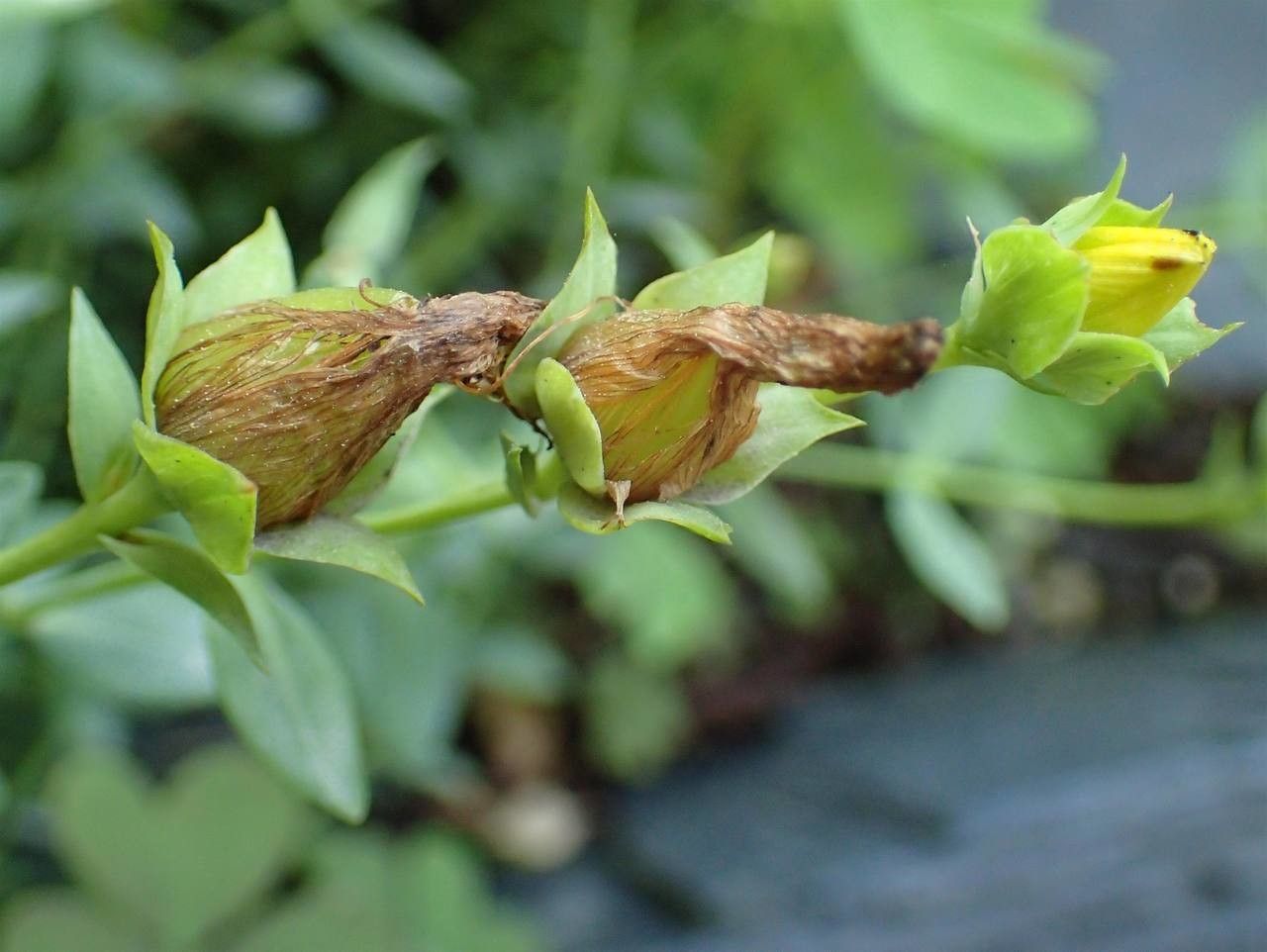Hypericum reptans fruit