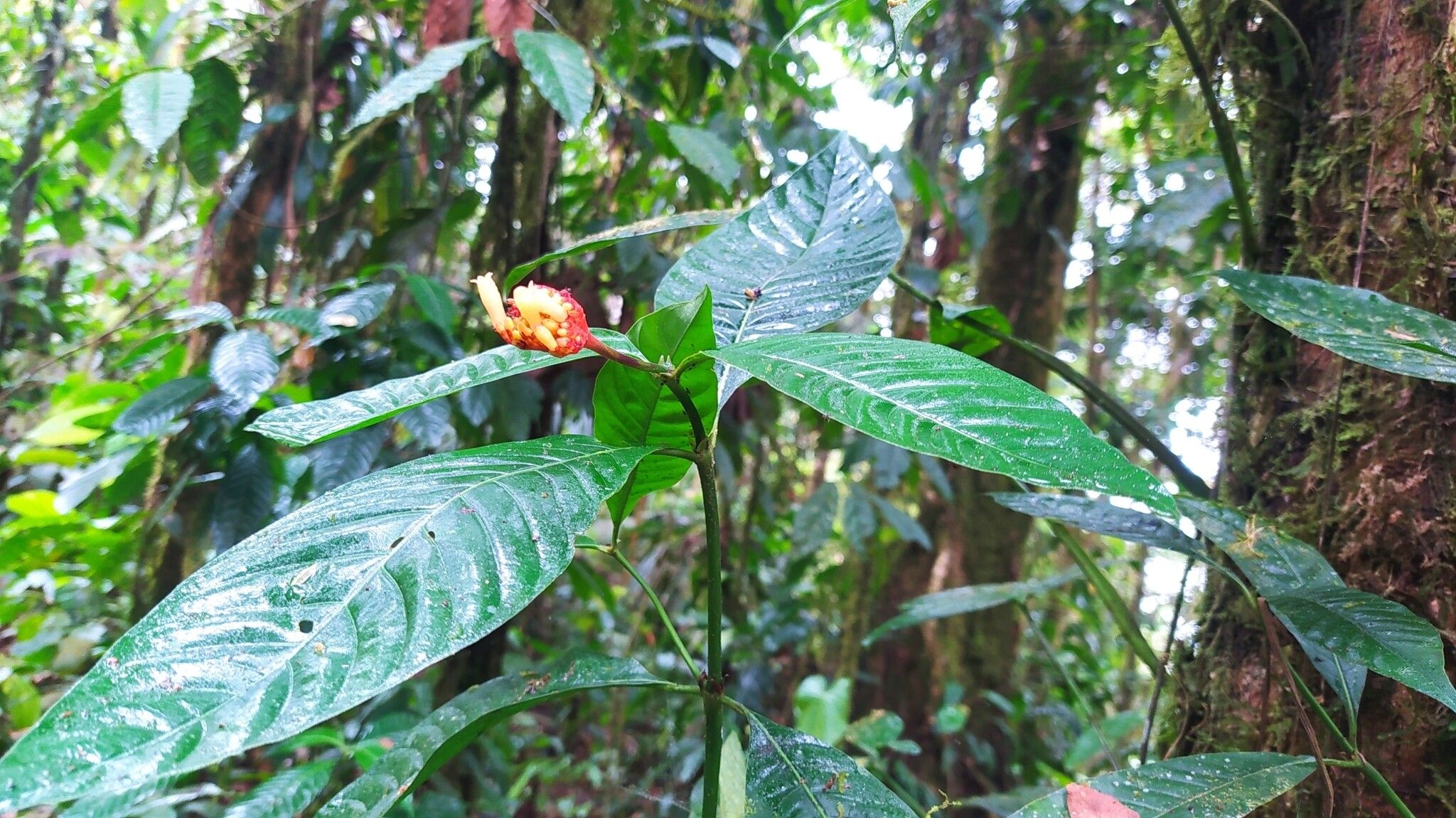 Palicourea punicea — houseplant care guide