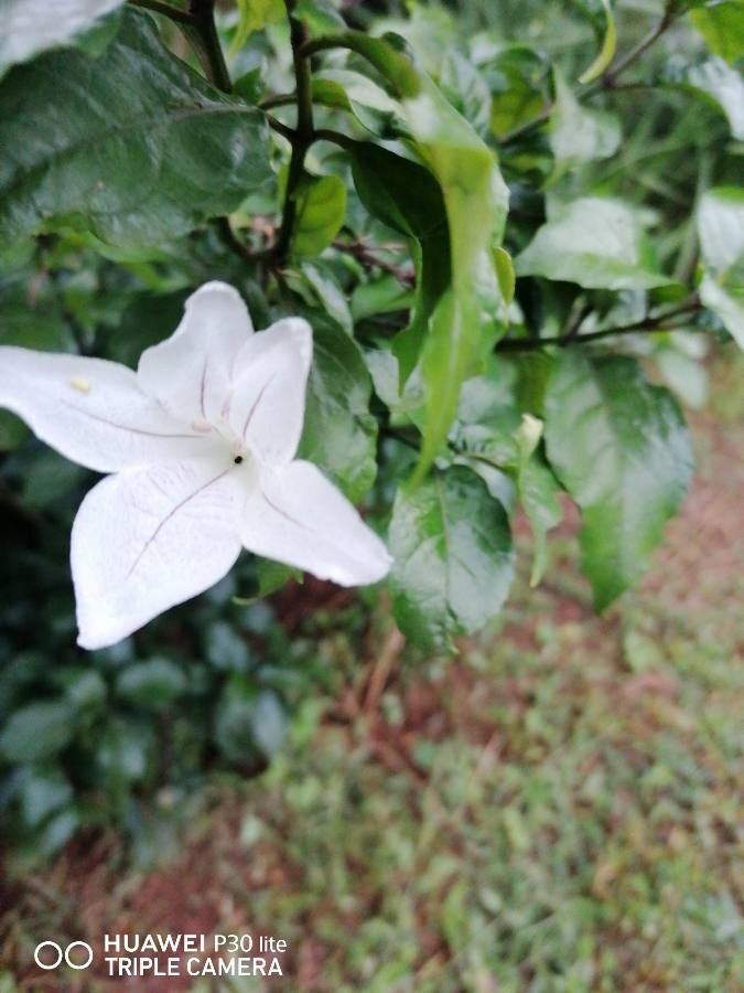 Mackaya bella flower