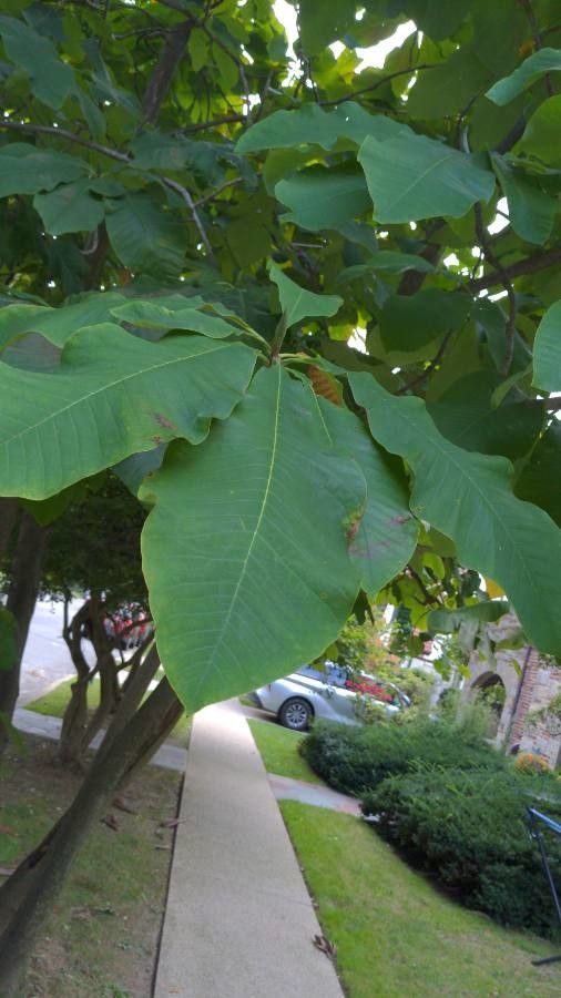 Magnolia hypoleuca — search result for 'Magnolia'