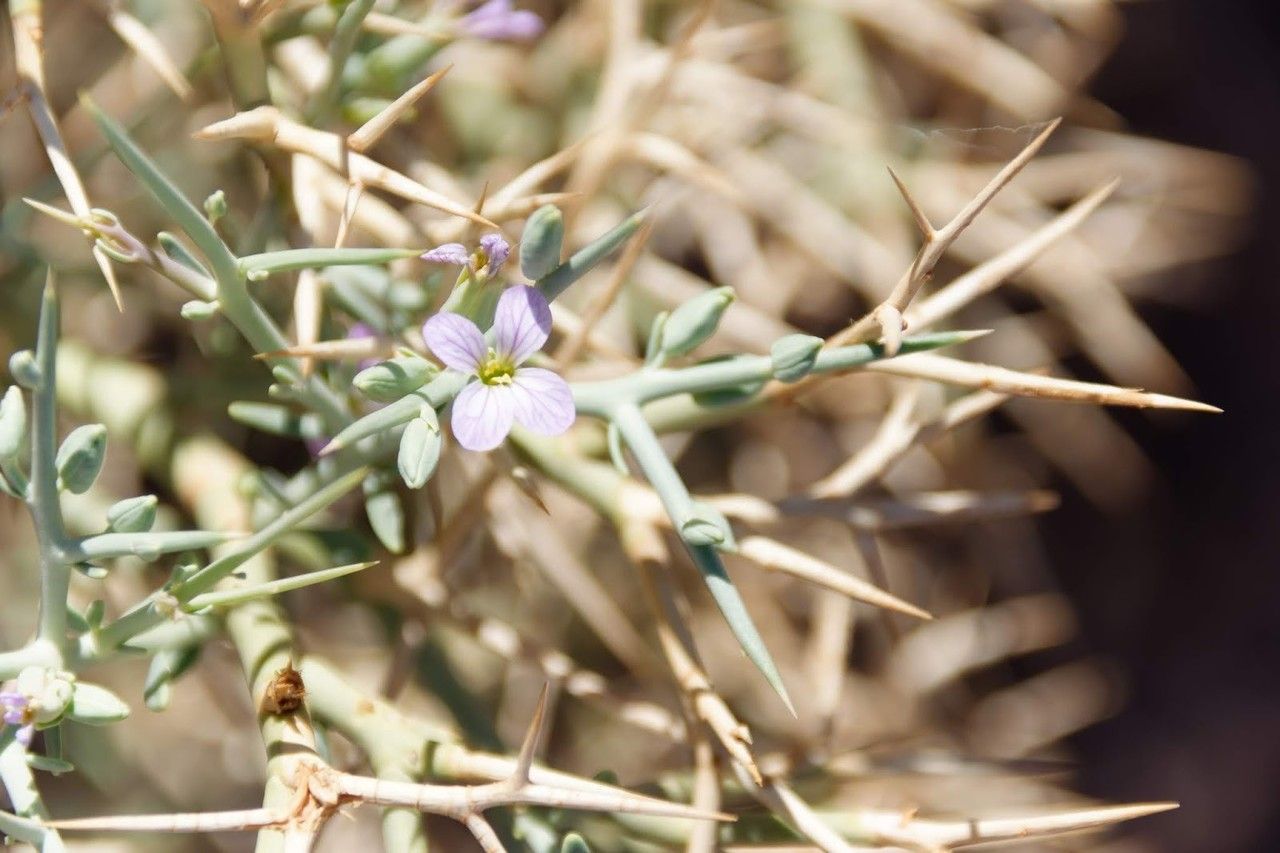Zilla macroptera flower